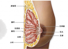 1-1ZH61525542D-lp.png